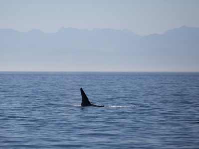 deepseek更新鲸鱼头像没了